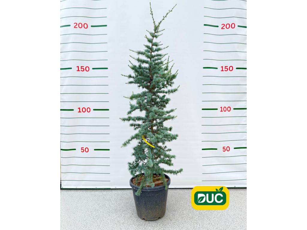 Okrasné stromy Céder atlantský Glauca 150 200cm(2)