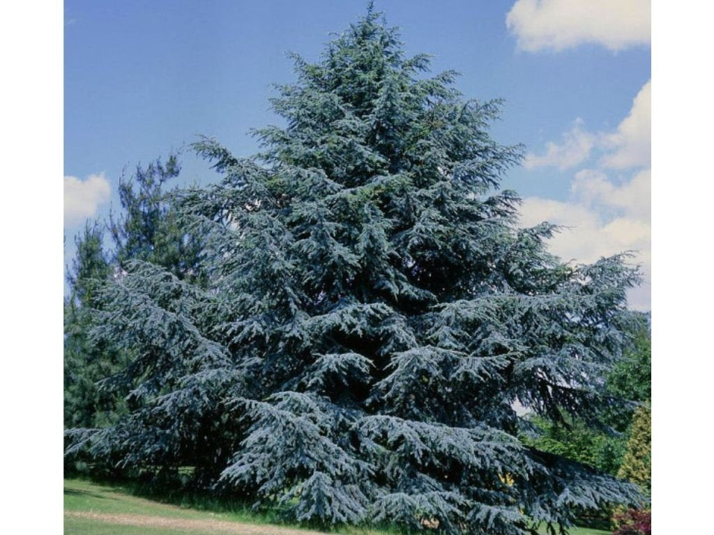 Okrasné stromy Céder atlantský Glauca 150 200cm(3)