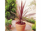 Austrálska palma Red Star 30-50cm, kont. p13