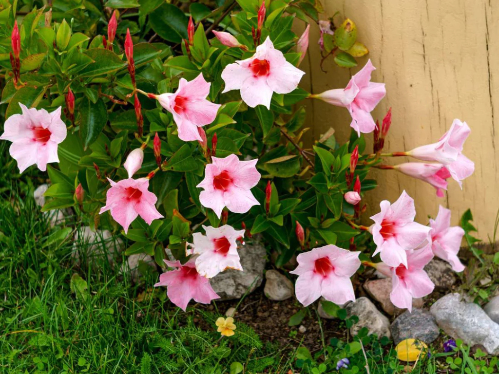 Letničky a balkónové kvety Mandevila Rio Hot Pink(1)