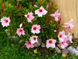 Letničky a balkónové kvety Mandevila Rio Hot Pink(1)