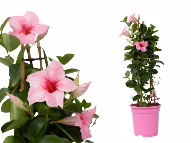 Letničky a balkónové kvety Mandevila Rio Hot Pink