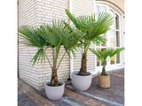 Palmy Trachycarpus fortunei 40 50 cm(7)