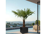 Palmy Trachycarpus fortunei 40 50 cm(8)