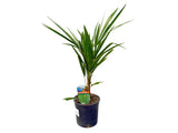 Palmy Trachycarpus fortunei 40 50 cm(10)