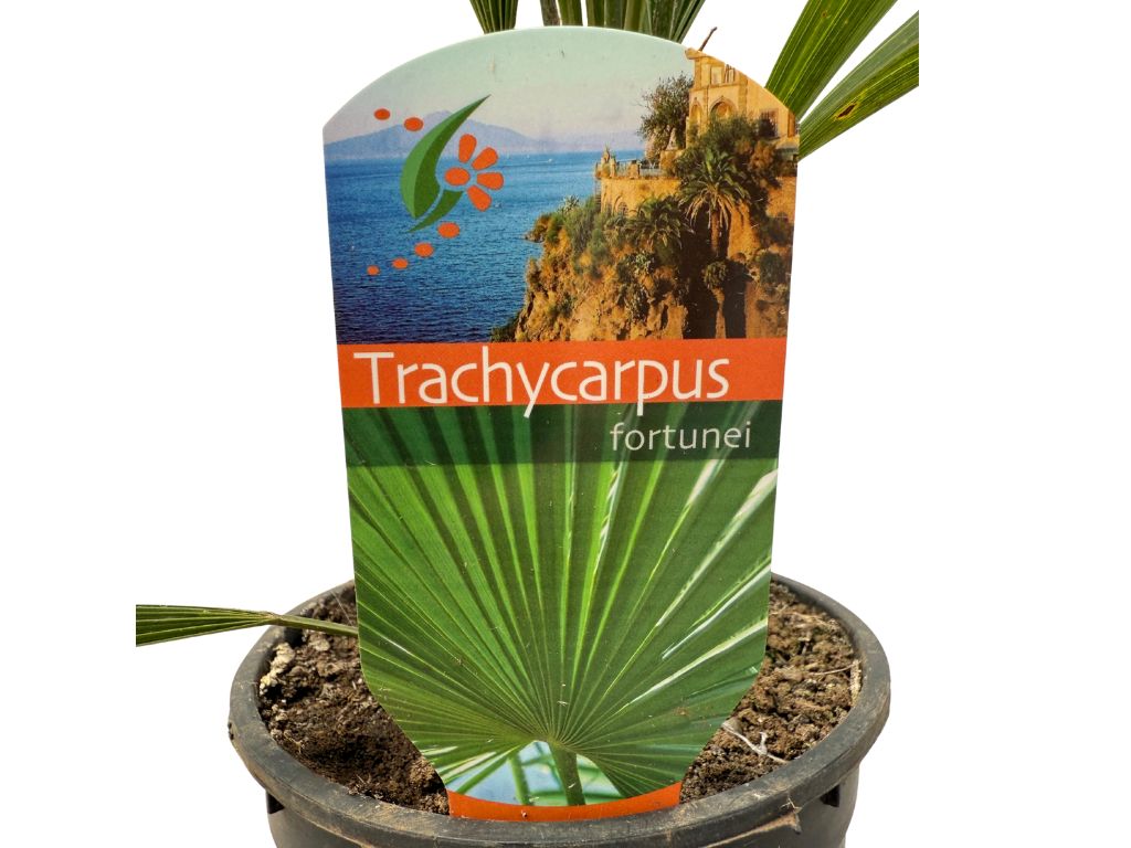 Palmy Trachycarpus fortunei 40 50 cm(4)