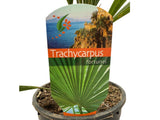 Palmy Trachycarpus fortunei 40 50 cm(4)
