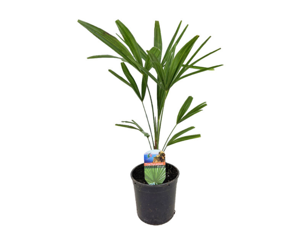 Palmy Trachycarpus fortunei 40 50 cm(3)