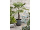 Palmy Trachycarpus fortunei 40 50 cm(5)