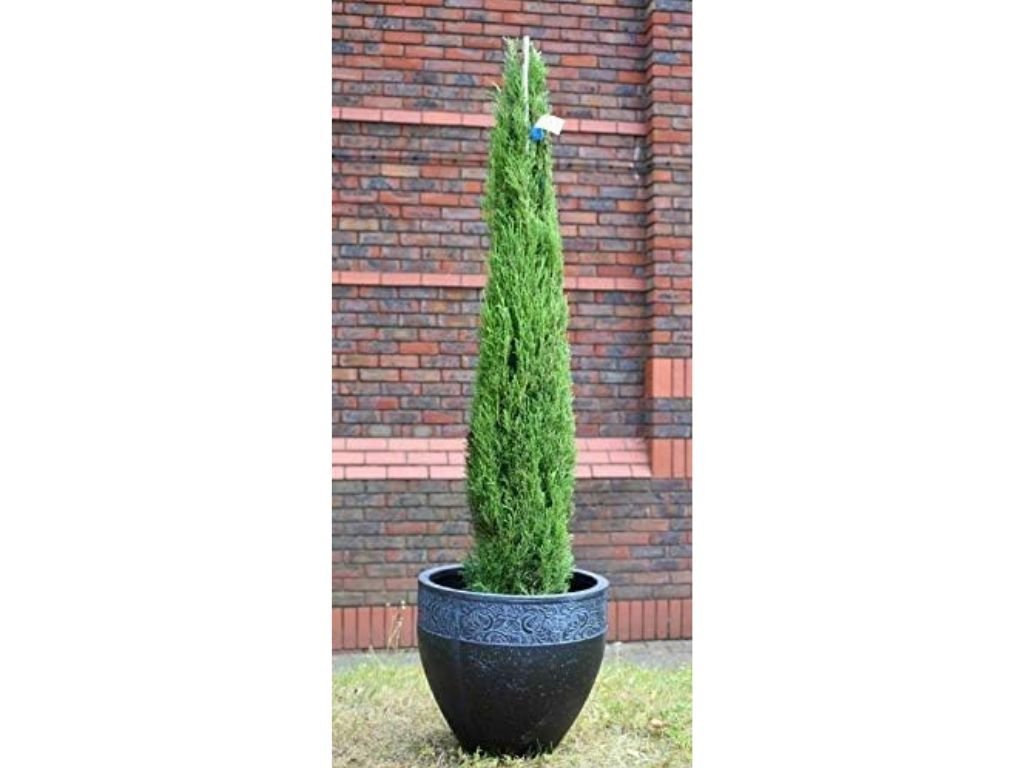 Okrasné stromy Cyprus vždyzelený Totem 200 230 cm(6)