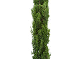 Okrasné stromy Cyprus vždyzelený Totem 200 230 cm(9)