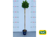 Dreviny na kmienku Ginko dvojlaločné Troll na cca 210cm kmienku(2)