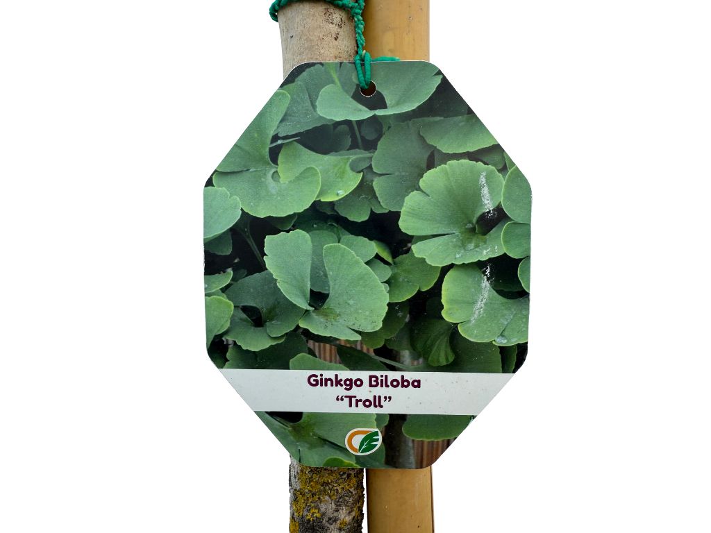 Ginko dvojlaločné Troll na cca 210cm kmienku(3)
