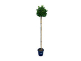 Dreviny na kmienku Ginko dvojlaločné Troll na cca 210cm kmienku(4)