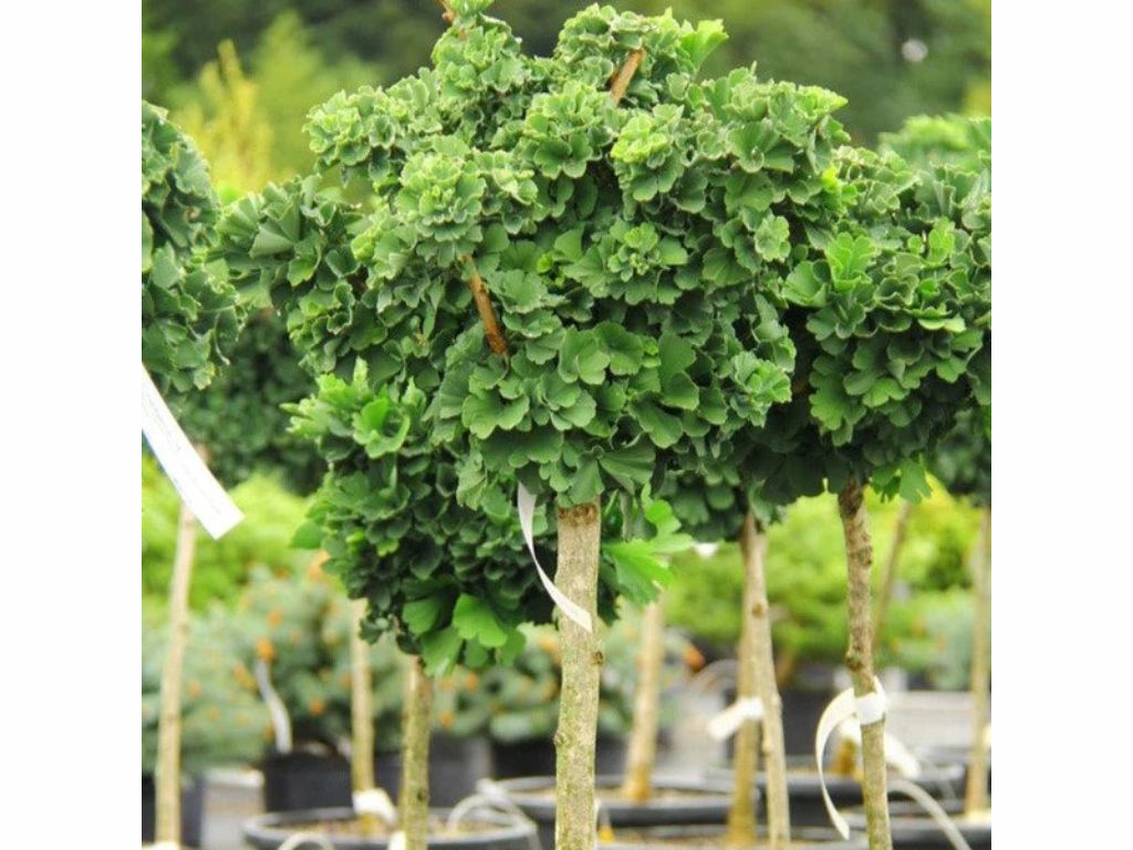 Dreviny na kmienku Ginko dvojlaločné Troll na cca 210cm kmienku(3)