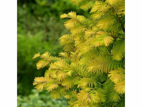 Okrasné stromy Metasekvoja čínska ‘Amber Glow’ (2)