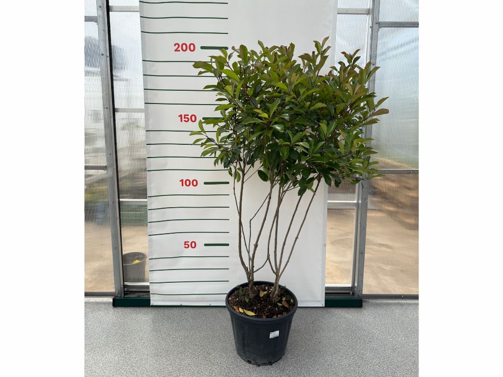 Viackmenné dreviny Červienka fraserová Red Robin multikmeň 140 160cm(1)