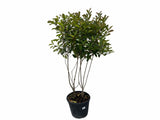 Viackmenné dreviny Červienka fraserová Red Robin multikmeň 140 160cm(2)
