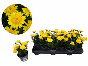 Letničky a balkónové kvety Africká sedmokráska 3D Deep Sun Yellow