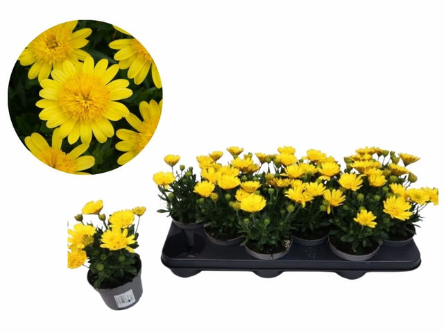 Letničky a balkónové kvety Africká sedmokráska 3D Deep Sun Yellow