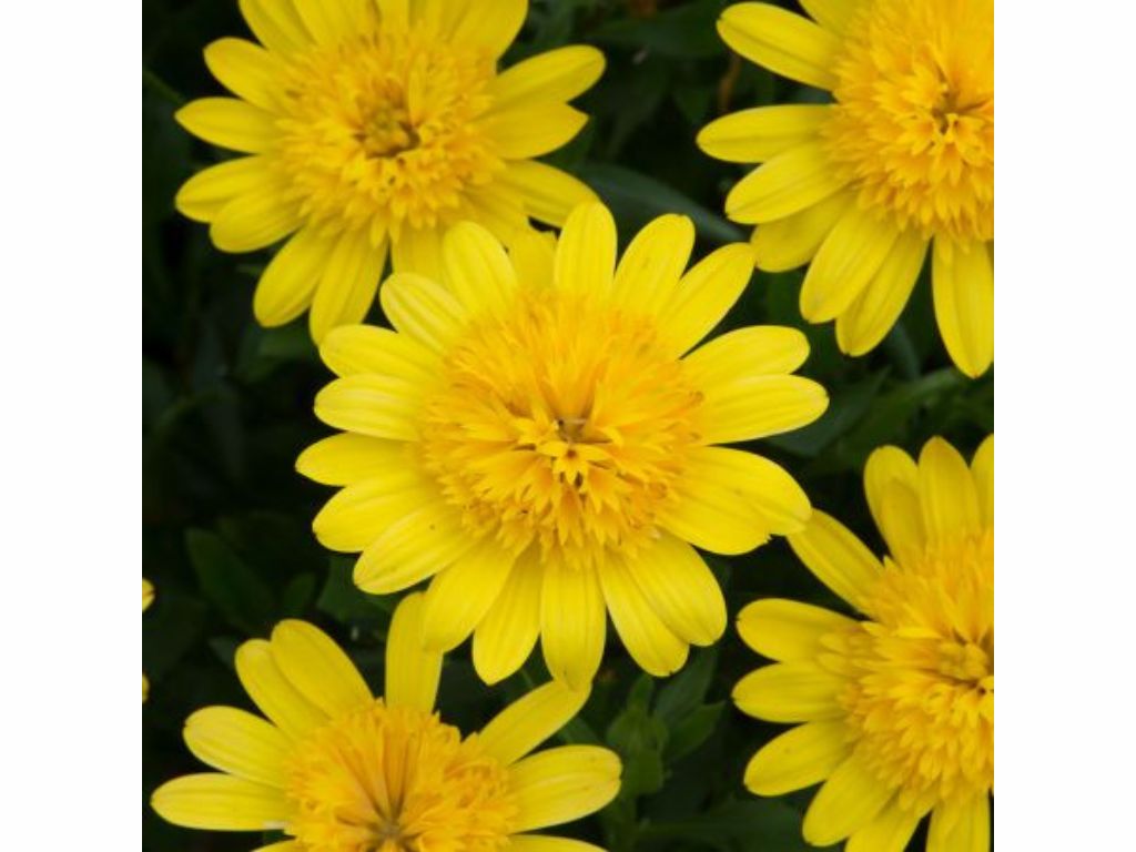 Letničky a balkónové kvety Africká sedmokráska 3D Deep Sun Yellow(1)