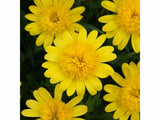 Letničky a balkónové kvety Africká sedmokráska 3D Deep Sun Yellow(1)