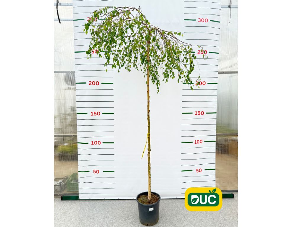 Dreviny na kmienku Breza previsnutá YOUNGII Pendula na kmienku 230 250cm(2)