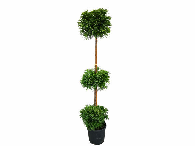 Tvarované dreviny Kryptoméria japonská GLOBOSA NANA 3 gule