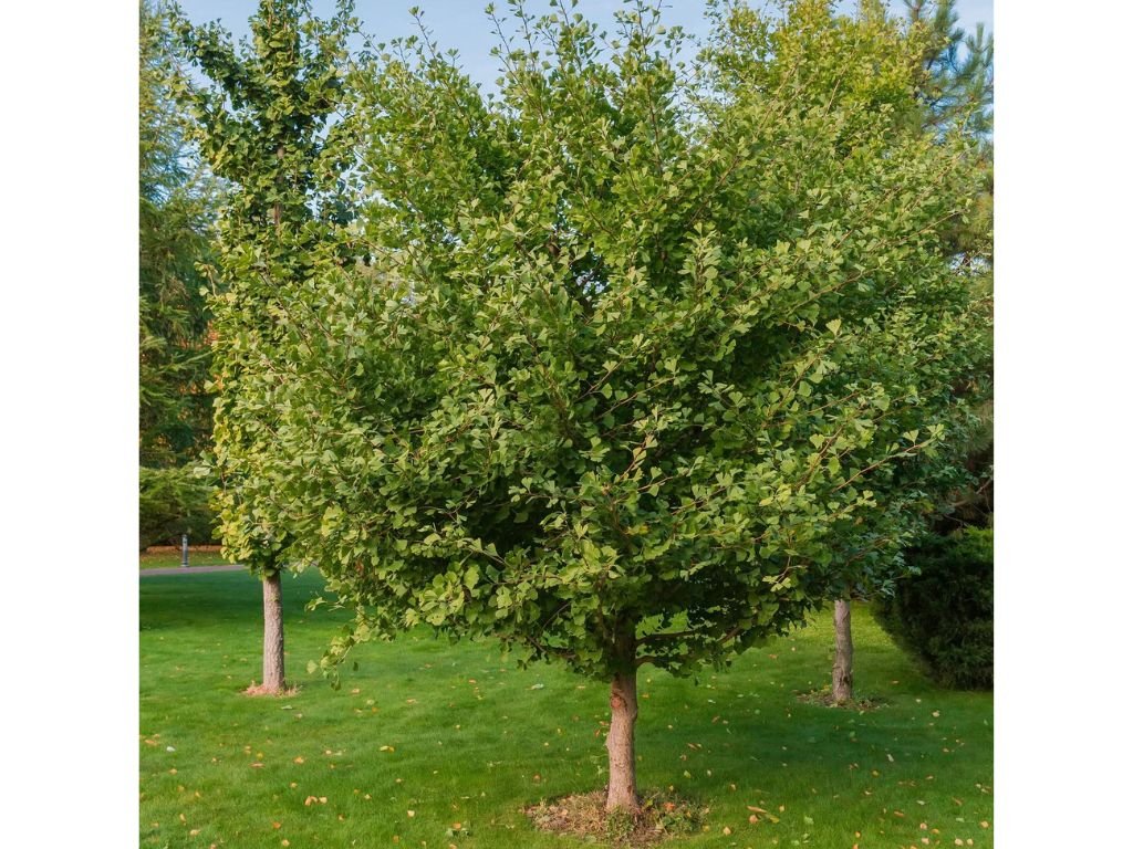 Dreviny na kmienku Ginko dvojlaločné na kmienku 250 300 cm(3)