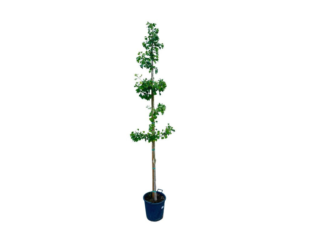 Dreviny na kmienku Ginko dvojlaločné na kmienku 250 300 cm(6)