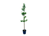 Dreviny na kmienku Ginko dvojlaločné na kmienku 250 300 cm(6)