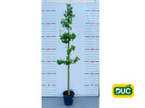 Dreviny na kmienku Ginko dvojlaločné na kmienku 250 300 cm(2)