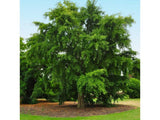 Dreviny na kmienku Ginko dvojlaločné na kmienku 250 300 cm(5)