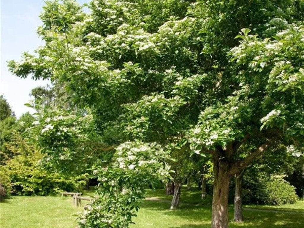 Dreviny na kmienku Hloh lavallov CARRIEREI na kmienku, výška 300 350cm(5)