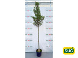 Dreviny na kmienku Hloh lavallov CARRIEREI na kmienku, výška 300 350cm(2)