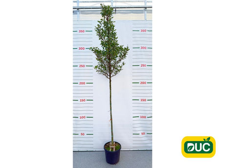 Dreviny na kmienku Hloh lavallov CARRIEREI na kmienku, výška 300 350cm(2)