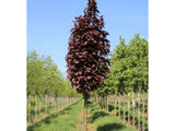 Javor mléčný Crimson Sentry na kmínku, výška 240–260 cm, květináč 25 l