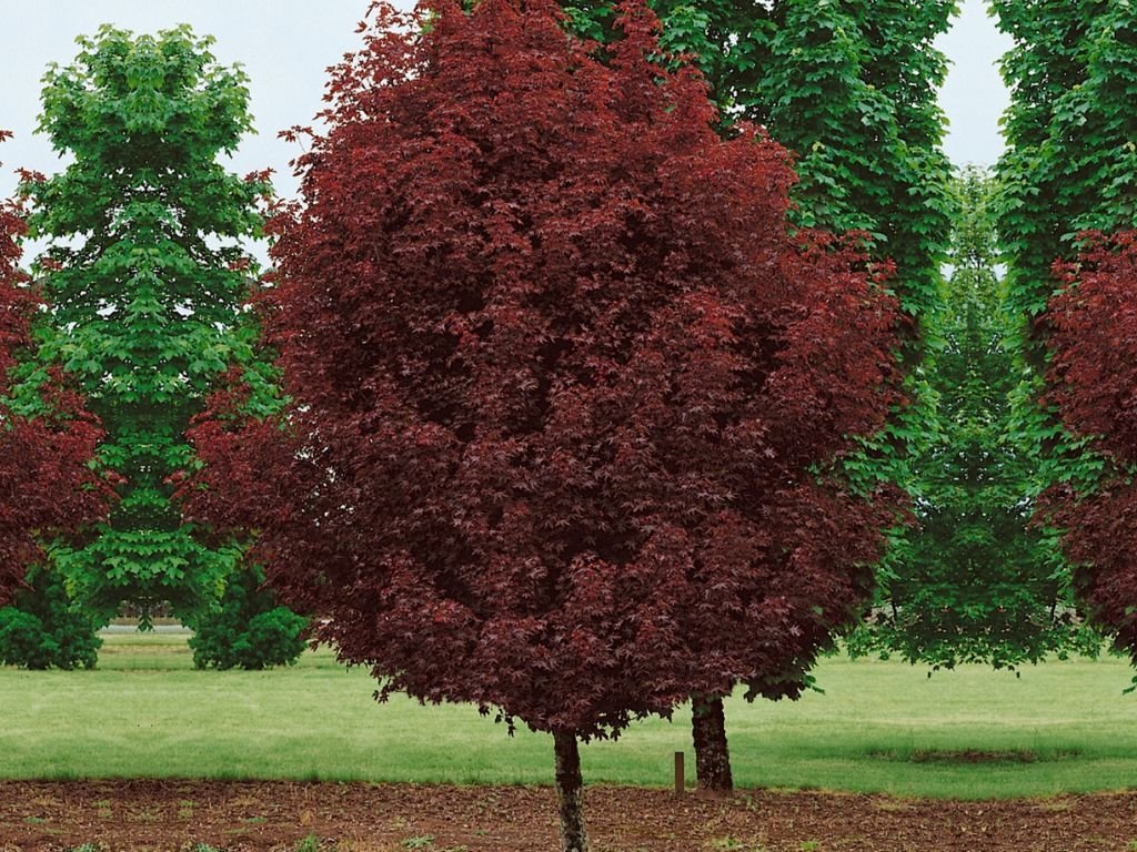 Javor mléčný Crimson Sentry na kmínku, výška 240–260 cm, květináč 25 l