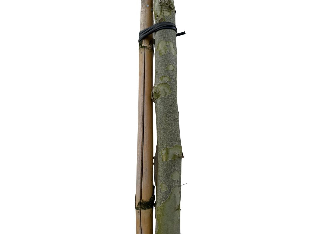 Dreviny na kmienku Platan javorolistý na kmeni, v. cca 250cm(5)