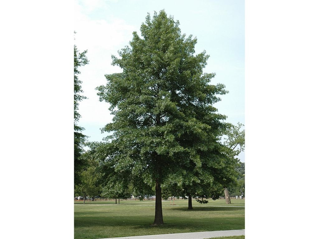 Dreviny na kmienku Dub močiarny na kmienku, výška 300 350 cm, obvod kmeňa 8 10cm(6)