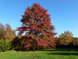 Dreviny na kmienku Dub močiarny na kmienku, výška 300 350 cm, obvod kmeňa 8 10cm(1)