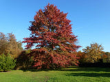 Dreviny na kmienku Dub močiarny na kmienku, výška 300 350 cm, obvod kmeňa 8 10cm(1)