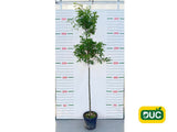 Dreviny na kmienku Dub močiarny na kmienku, výška 300 350 cm, obvod kmeňa 8 10cm(2)