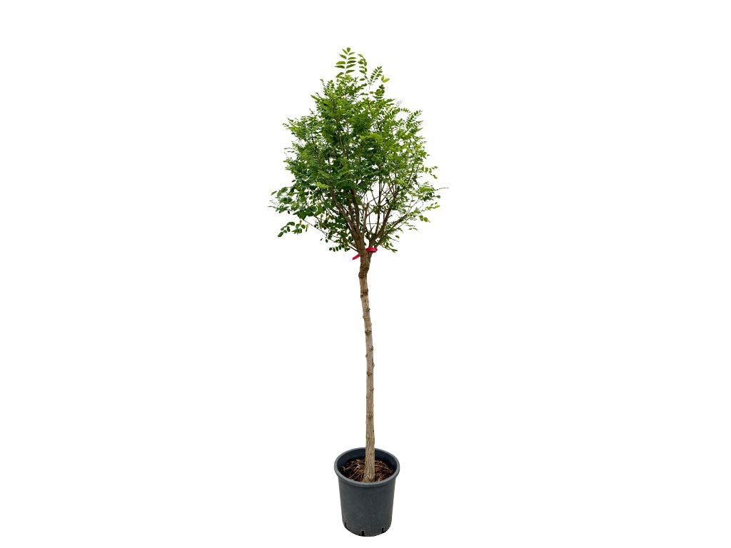 Dreviny na kmienku Agát biely Umbraculifera na 110-120cm kmeni(7)