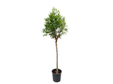 Dreviny na kmienku Agát biely Umbraculifera na 110-120cm kmeni(7)