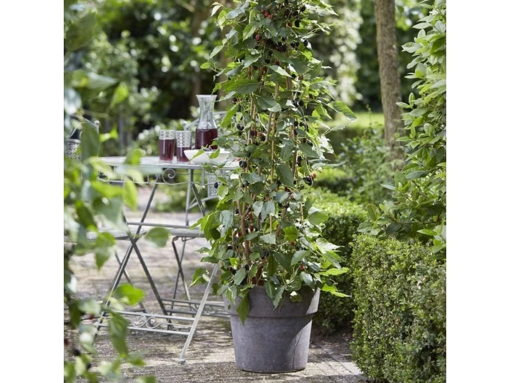 Moruše černá Mojo Berry, výška 30-60 cm, květináč 2 l