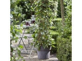 Moruše černá Mojo Berry, výška 30-60 cm, květináč 2 l