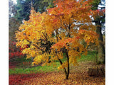 Javor dlaňovitolistý Orange Dream(4)