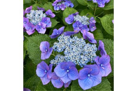 Hortenzia kalinolistá Lacecap Nizza Blue