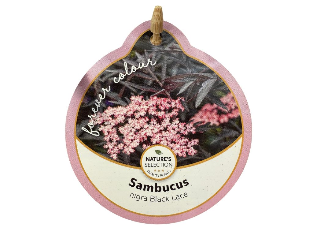 Okrasné kry Baza čierna ‘Black Lace’(8)
